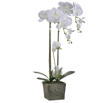 Орхидея в квадратном кашпо от салона мебели Альянс